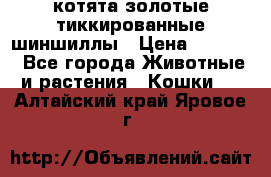 котята золотые тиккированные шиншиллы › Цена ­ 8 000 - Все города Животные и растения » Кошки   . Алтайский край,Яровое г.